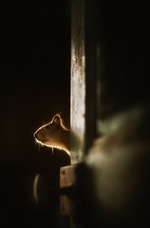 Squirrel2