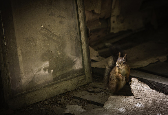 Squirrel
