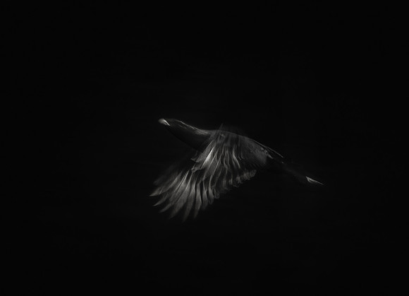 Cappercaillie
