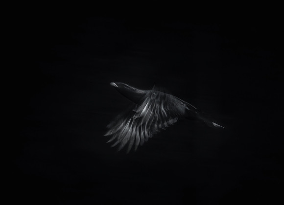 Cappercaillie